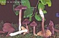 Entoloma porphyrophaeum-amf783